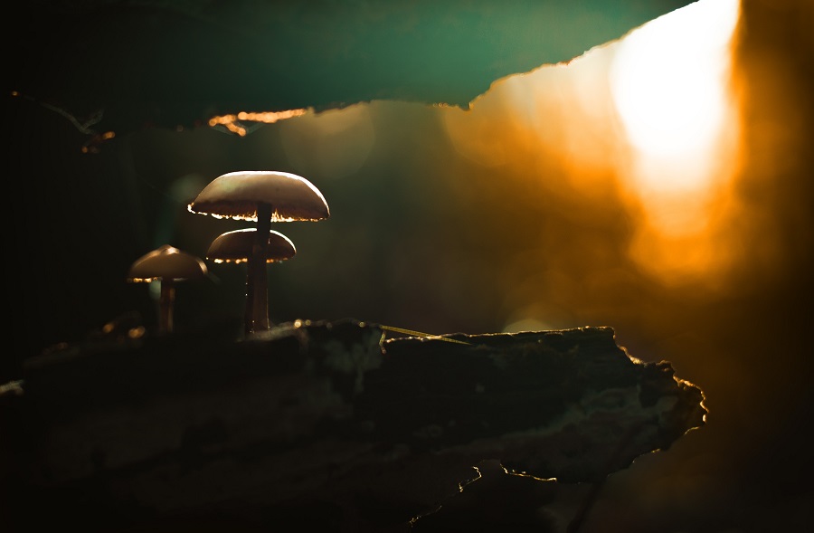 Mushrooms on a rock