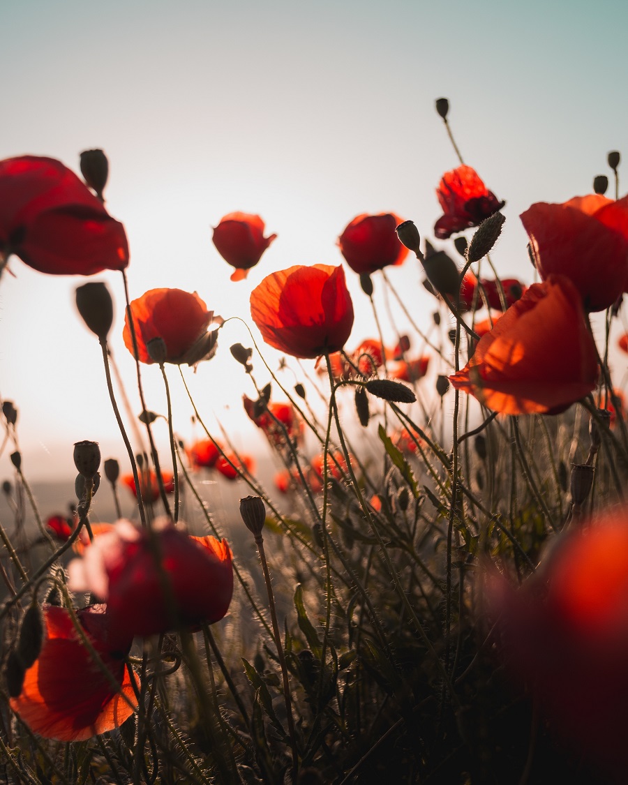 Red Poppies