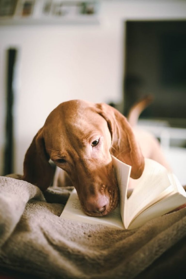 dog flipping a book