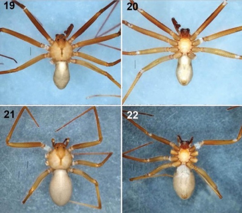 Four pictured of the spider