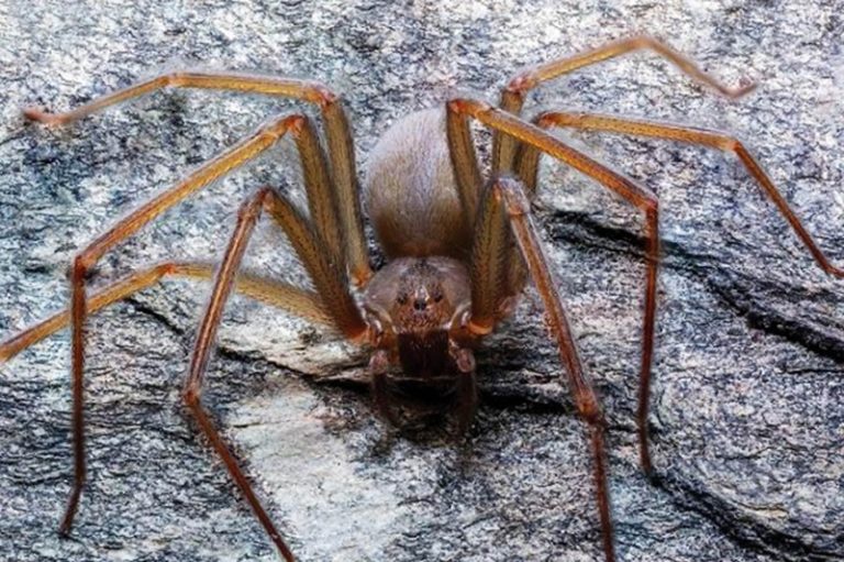 The newly discovered venomous spider