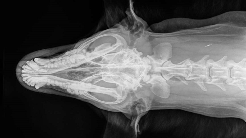 X-ray of the upper part of a dog