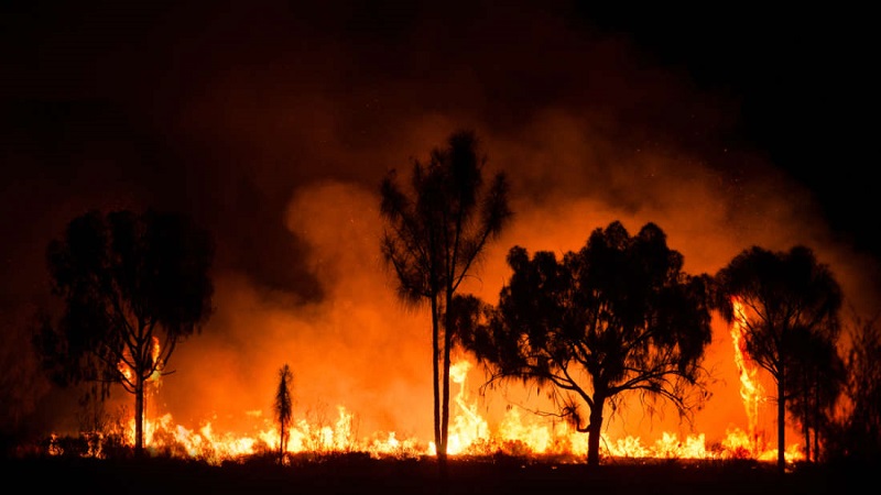 the bushfires sweeping Australia