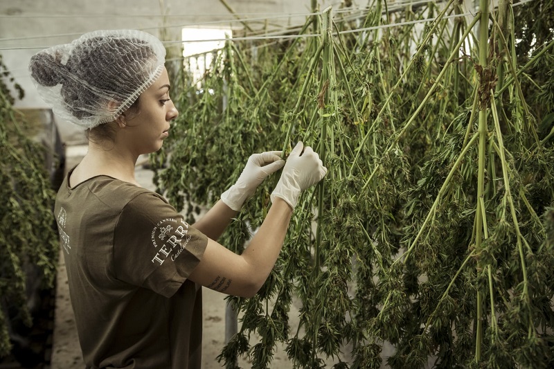 Women holding plants