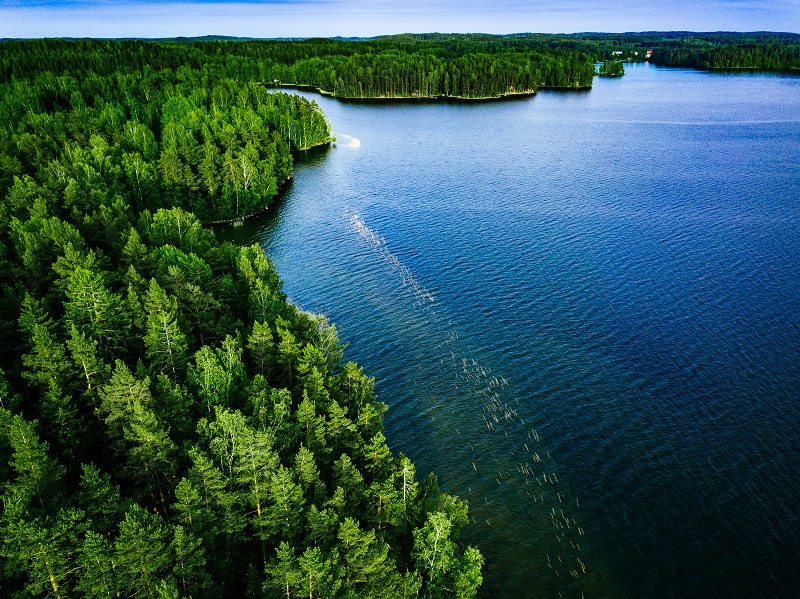 green forest